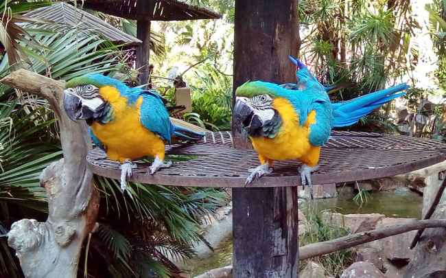 Blue and Yellow Macau at the Umgeni River Bird Park, Durban