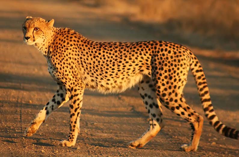 South African cheetah