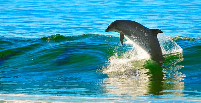 Dolphin, South Africa
