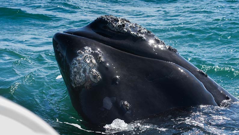 Southern Right Whale in South Africa