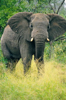 Elephant