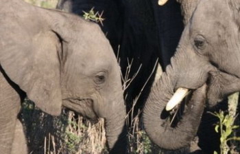 Jock Safari Lodge