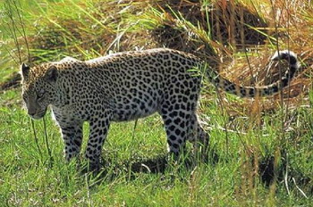 Jock Safari Lodge