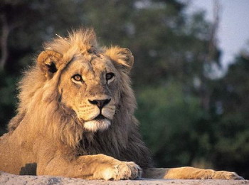 African Lion