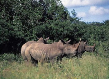 Rhino