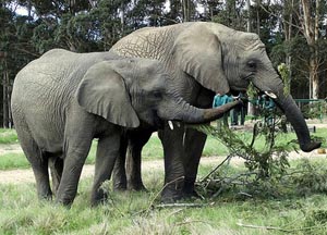 Knysna Elephant Park