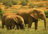 Elephant Coast, South Africa