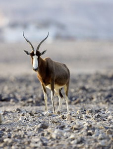 Bontebok