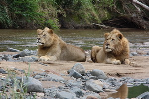 Leopard Mountain Safari Lodge - Click for larger image