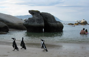 Boulders Beach, Simon's Town