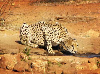 Mohlabetsi Safari Lodge in the Balule Nature Reserve of Kruger National Park, South Africa