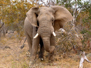 Mohlabetsi Safari Lodge in the Balule Nature Reserve of Kruger National Park, South Africa