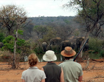 Mohlabetsi Safari Lodge in the Balule Nature Reserve of Kruger National Park, South Africa