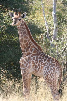 Mohlabetsi Safari Lodge in the Balule Nature Reserve of Kruger National Park, South Africa