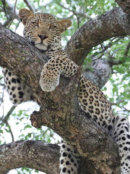 Mohlabetsi Safari Lodge in the Balule Nature Reserve of Kruger National Park, South Africa