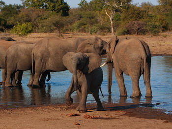 Motswari Lodge in the Motswari Private Game Reserve - Timbavati Game Reserve, Kruger National Park, South Africa