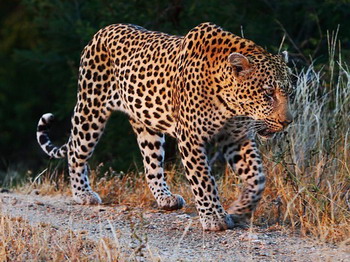 Motswari Lodge in the Motswari Private Game Reserve - Timbavati Game Reserve, Kruger National Park, South Africa