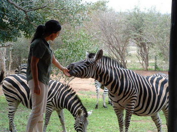 Mvuradona Safari Lodge