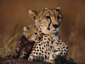 Needles Lodge, Marloth Park, Kruger National Park