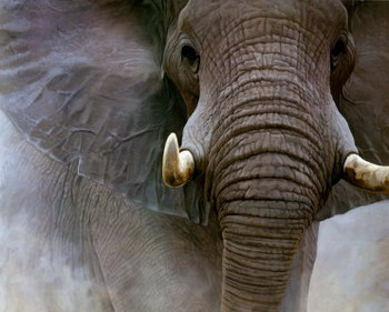 Needles Lodge, Marloth Park, Kruger National Park