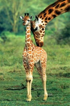 Needles Lodge, Marloth Park, Kruger National Park