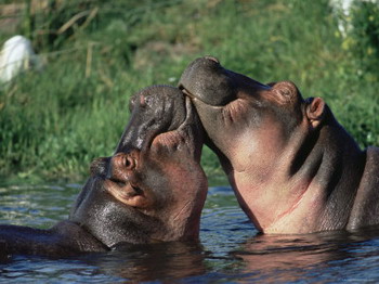 Needles Lodge, Marloth Park, Kruger National Park