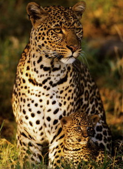 Needles Lodge, Marloth Park, Kruger National Park