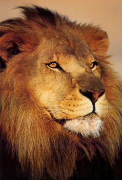 Needles Lodge, Marloth Park, Kruger National Park