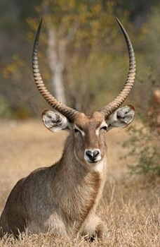 Nkorho Bush Lodge - Sabi Sands Reserve near Kruger National Park, South Africa
