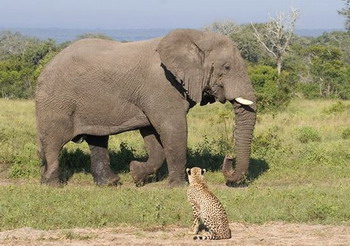 Nkorho Bush Lodge - Sabi Sands Reserve near Kruger National Park, South Africa