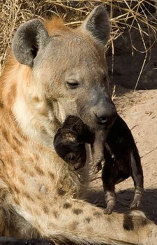 Nkorho Bush Lodge - Sabi Sands Reserve near Kruger National Park, South Africa