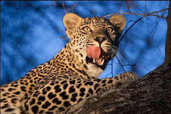 Nkorho Bush Lodge - Sabi Sands Reserve near Kruger National Park, South Africa