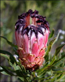 Pat Busch Mountain Reserve