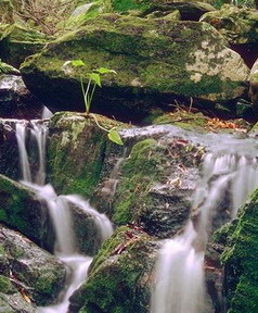 Pat Busch Mountain Reserve