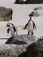 Penguins on Boulders Beach