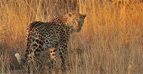Pilanesberg Private Lodge