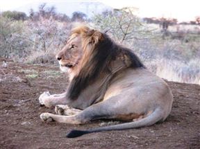 Pilanesberg Private Lodge