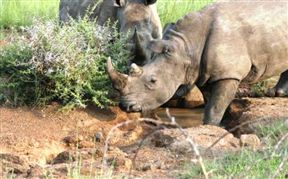 Pilanesberg Private Lodge