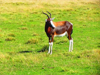 Plettenberg Bay Game Reserve - Click for larger image