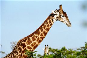Pumba Private Game Reserve