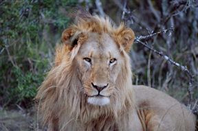 Pumba Private Game Reserve