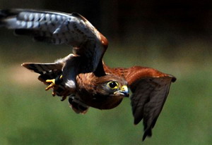 Raptors in Plettenberg Bay