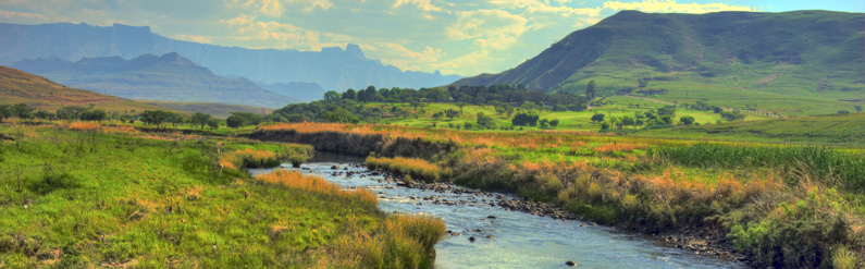 Stellenbosch vineyard - click for larger image