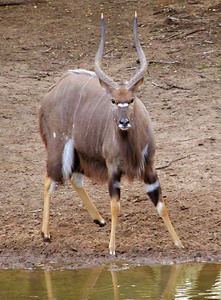 Gooderson Bushlands Game Lodge Hluhluwe