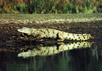 Shayamoya Tiger Fishing and Game Lodge in Hluhluwe