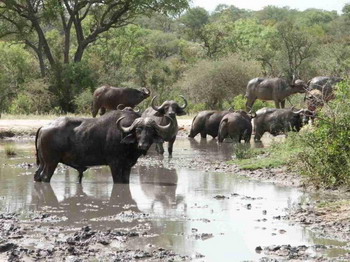Shumbalala Game Lodge