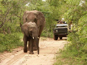 Shumbalala Game Lodge