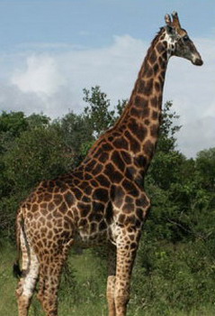 Shumbalala Game Lodge