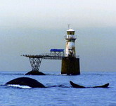 Whale Watching in Simon's Town, South Africa