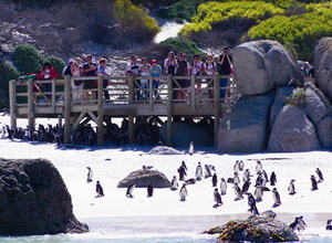 Penguins at Boulders Beach